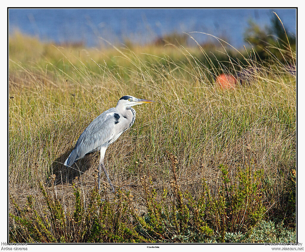 Grey Heronadult, identification