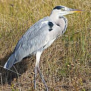 Grey Heron