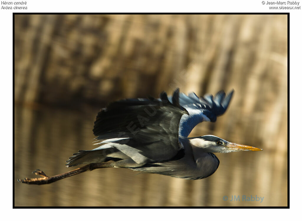 Grey Heron, identification