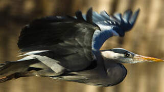 Grey Heron