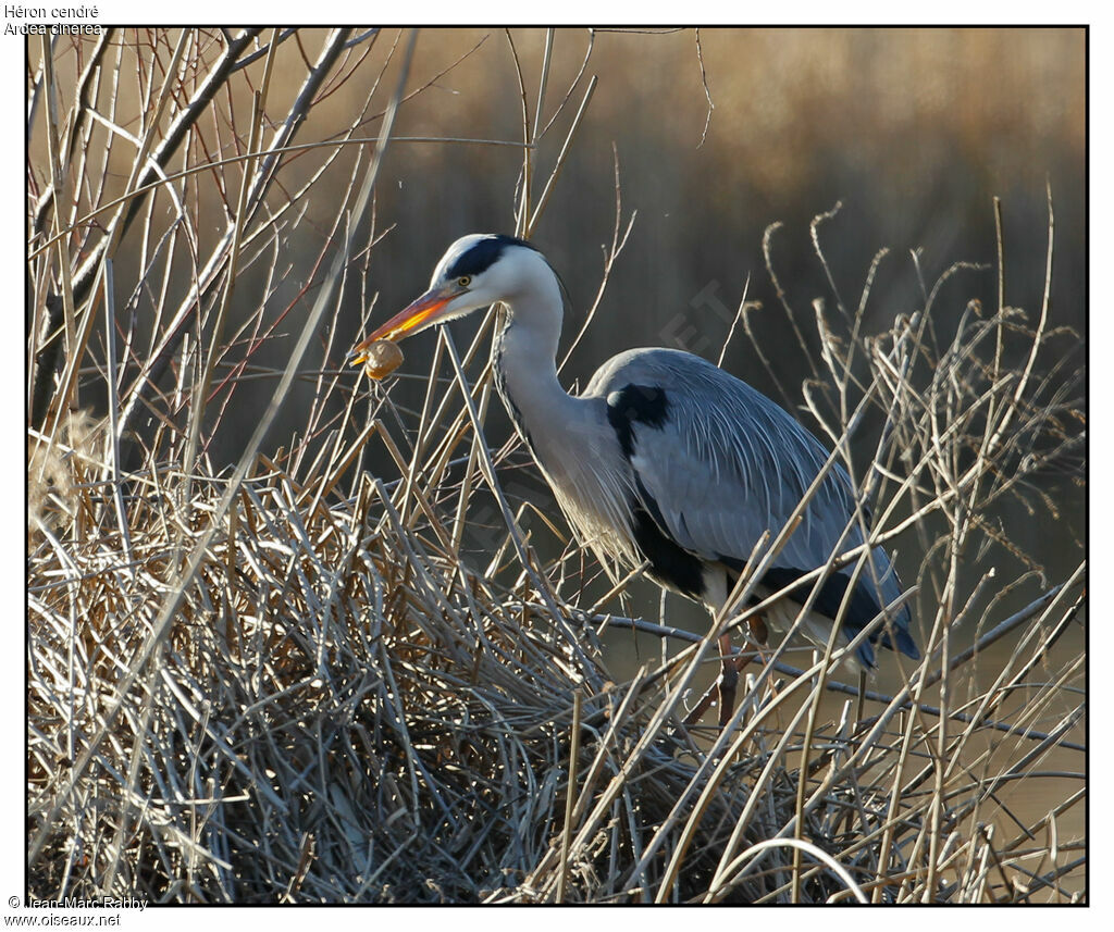 Grey Heron, identification