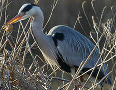 Grey Heron