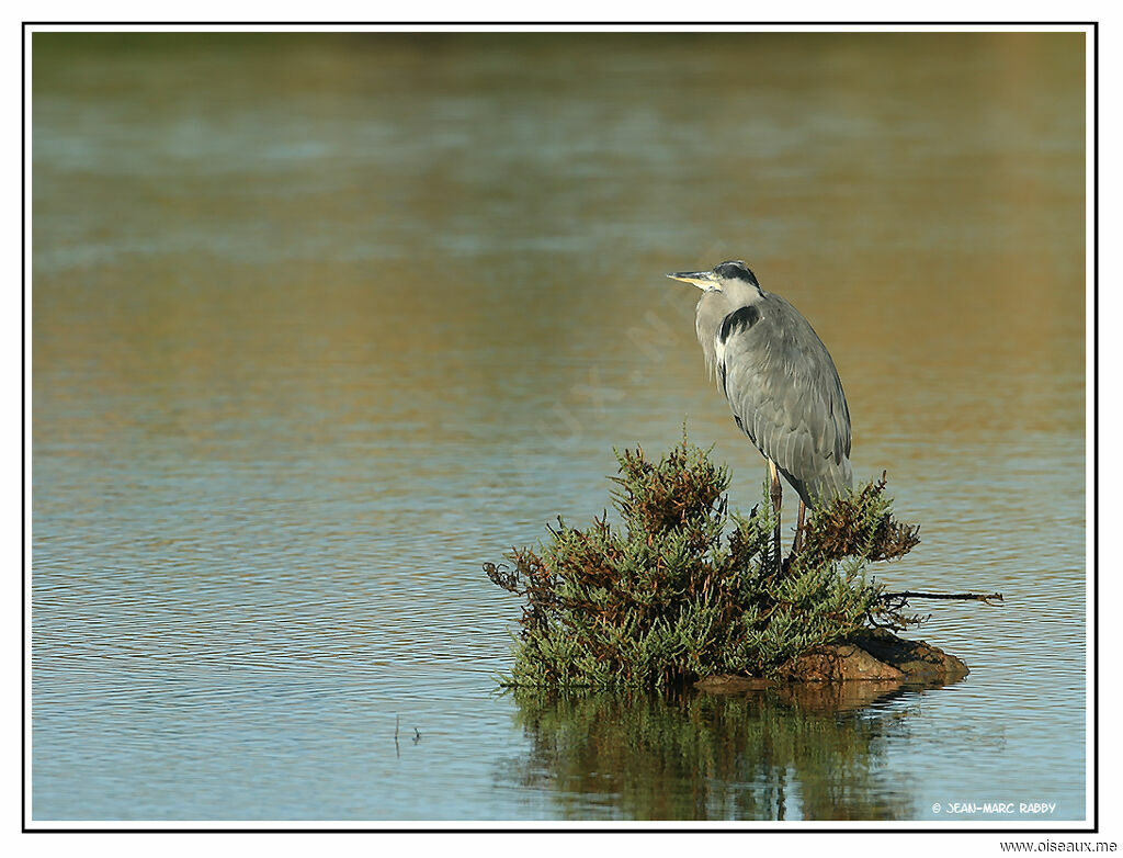 Grey Heron, identification