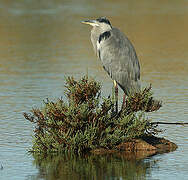 Grey Heron