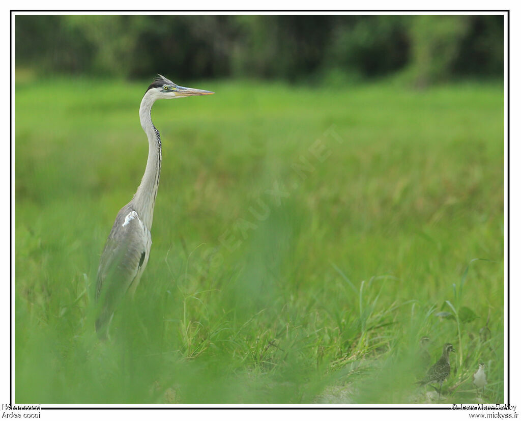 Cocoi Heron, identification