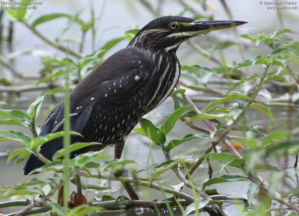 Little Heron, pigmentation