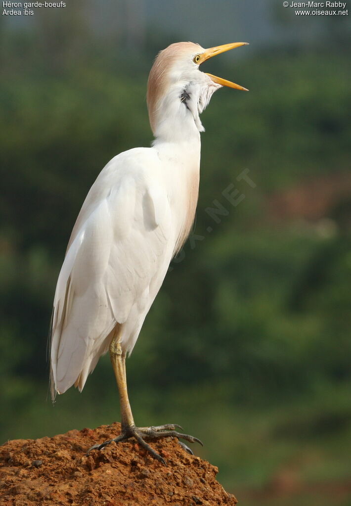 Western Cattle Egret