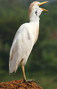 Western Cattle Egret