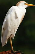 Western Cattle Egret