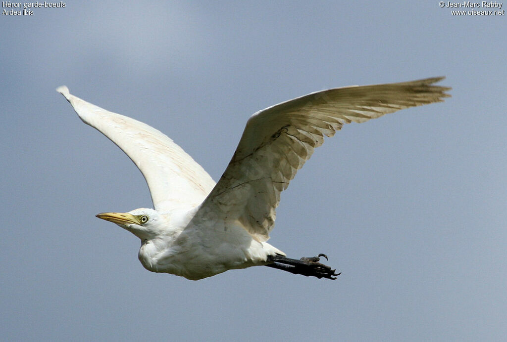 Western Cattle Egret