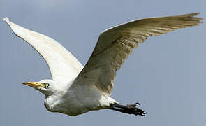 Western Cattle Egret