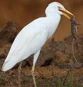 Western Cattle Egret