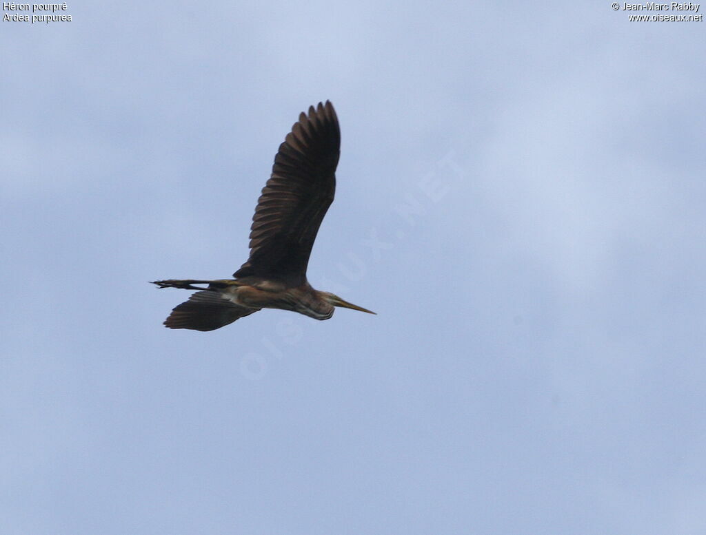 Purple Heron