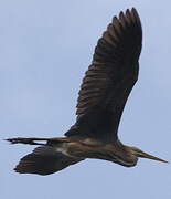 Purple Heron