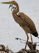 Purple Heron