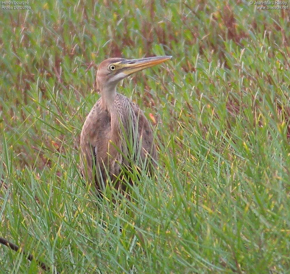 Purple Heron, identification