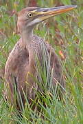 Purple Heron