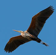 Purple Heron