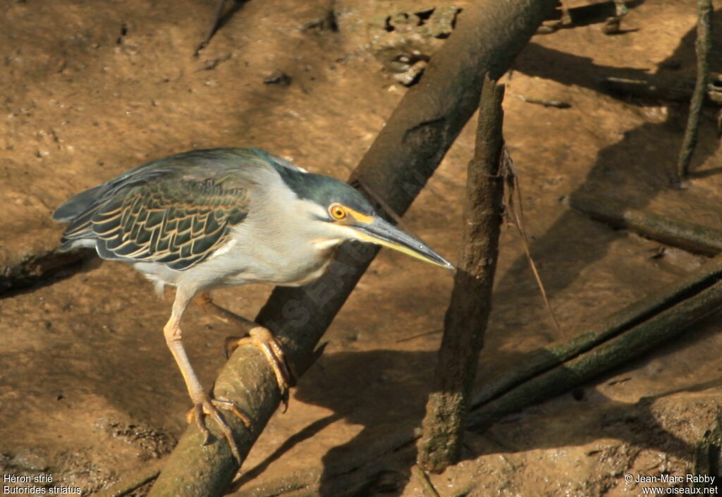 Striated Heron