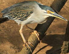 Striated Heron