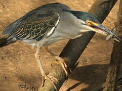 Striated Heron