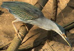 Striated Heron