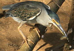 Striated Heron