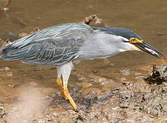 Striated Heron