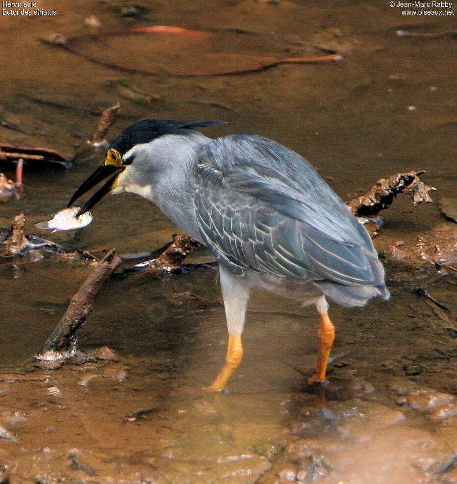 Héron strié, identification