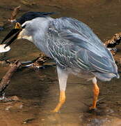 Striated Heron