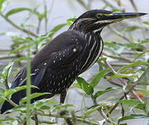 Striated Heron