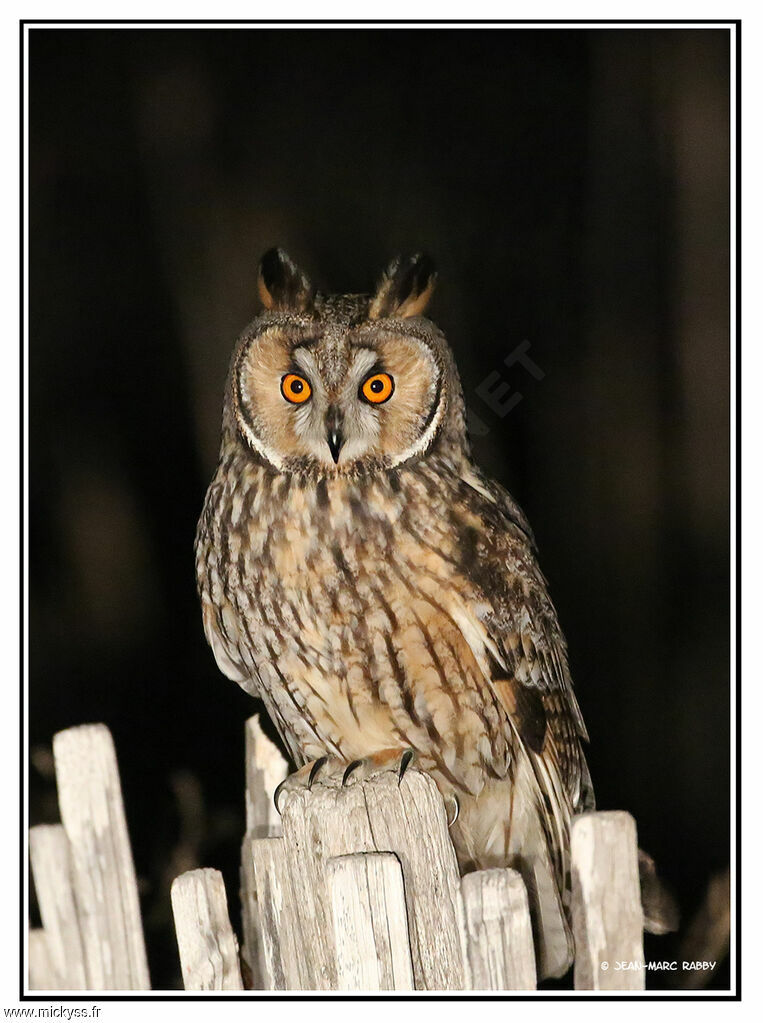 Long-eared Owl, identification