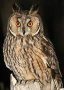 Long-eared Owl