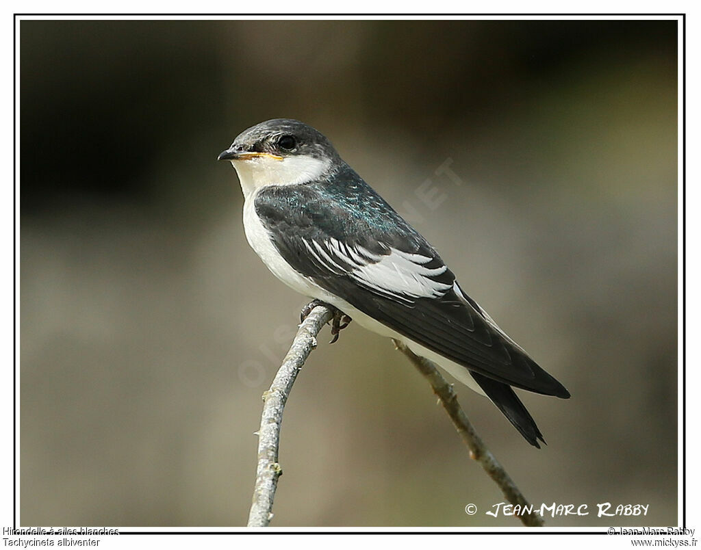 Hirondelle à ailes blanches, identification