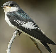 White-winged Swallow