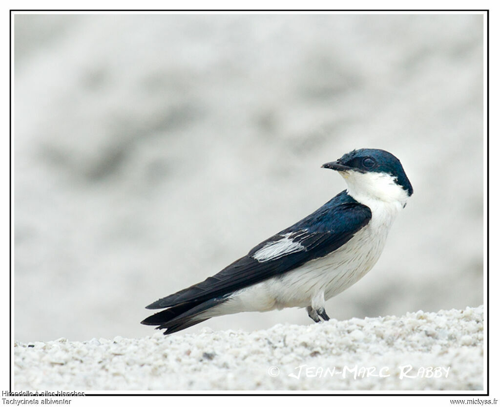 Hirondelle à ailes blanches, identification