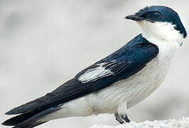 White-winged Swallow