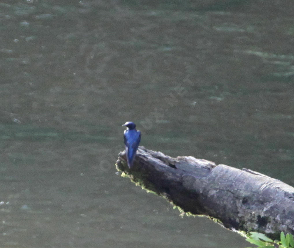 White-bibbed Swallow