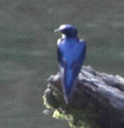 White-bibbed Swallow