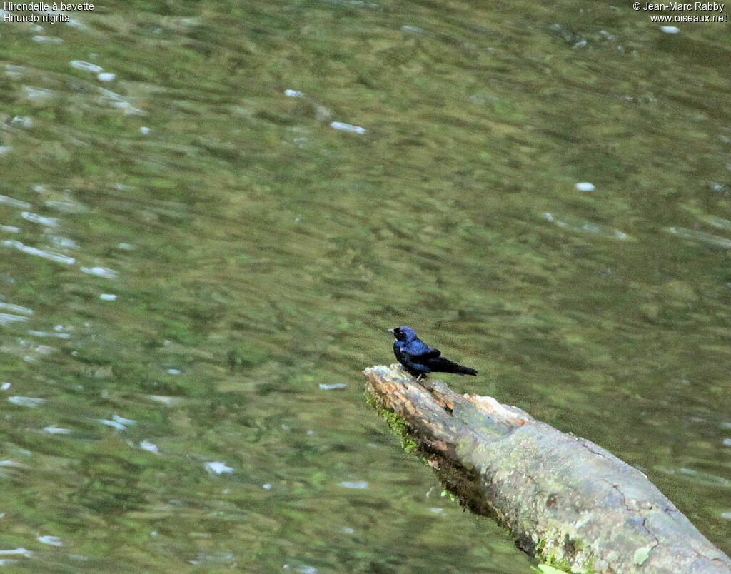 Hirondelle à bavette, identification