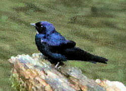 White-bibbed Swallow