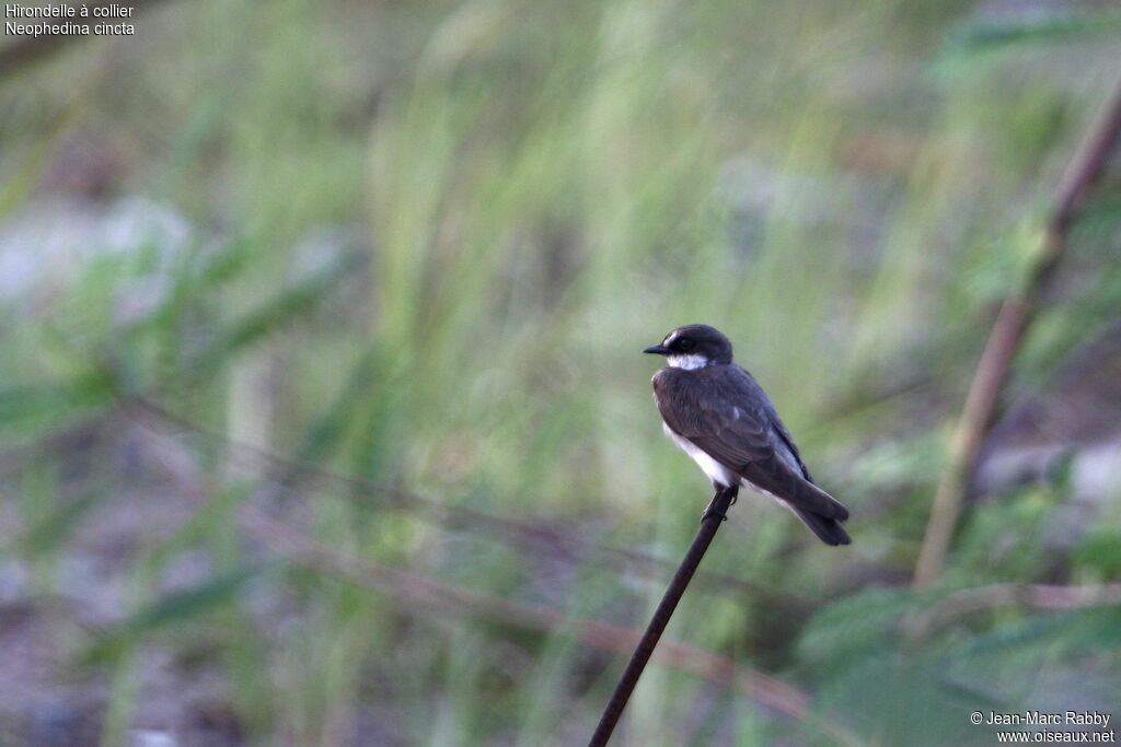 Hirondelle à collier