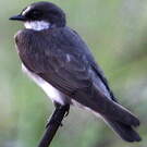 Hirondelle à collier