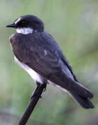 Banded Martin