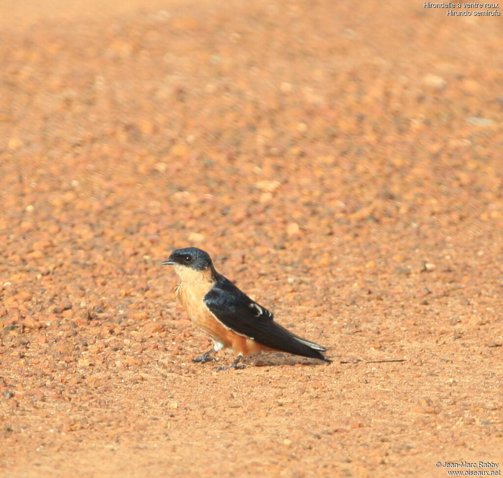 Red-breasted Swallow