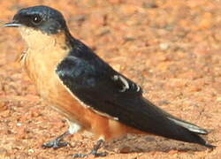 Red-breasted Swallow