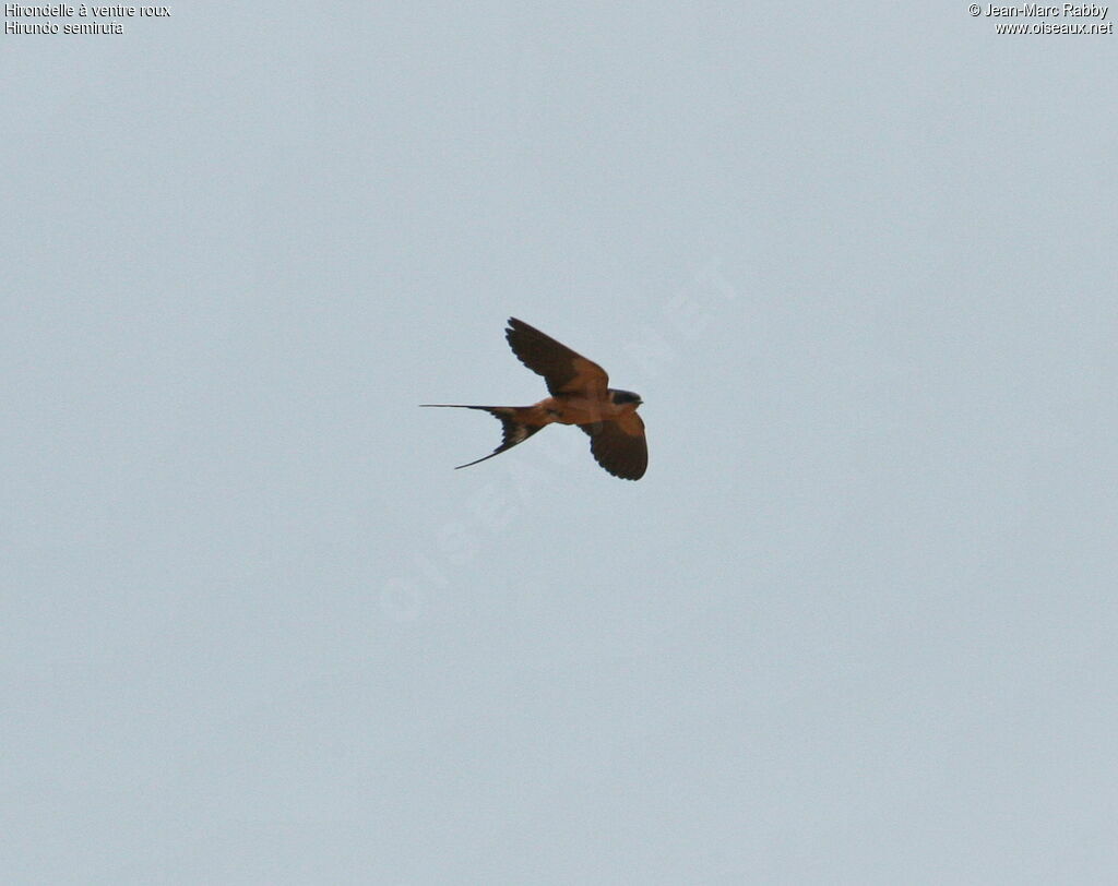 Red-breasted Swallow