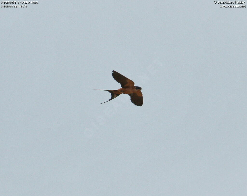 Red-breasted Swallow