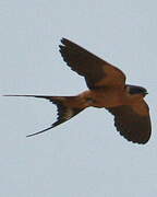 Red-breasted Swallow