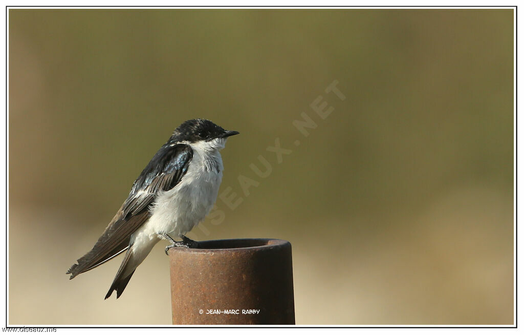 Hirondelle bleu et blanc, identification